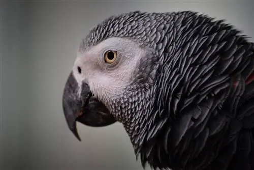 Is er een grijze ara vogelsoort? Feiten & Veelgestelde vragen (met afbeeldingen)