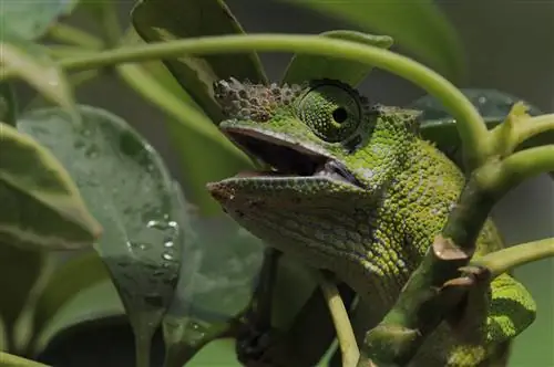 Fischer’s Chameleon: Mga Katangian, Kasaysayan, Pagkain & Pangangalaga (may mga Larawan)