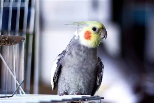 Bạn nên mua một con chim vẹt bao nhiêu tuổi? Sự kiện & Câu hỏi thường gặp