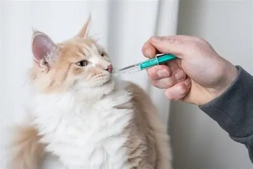Hur lång tid tar det att laxermedel för en katt fungerar? Veterinär godkänd fakta & FAQ