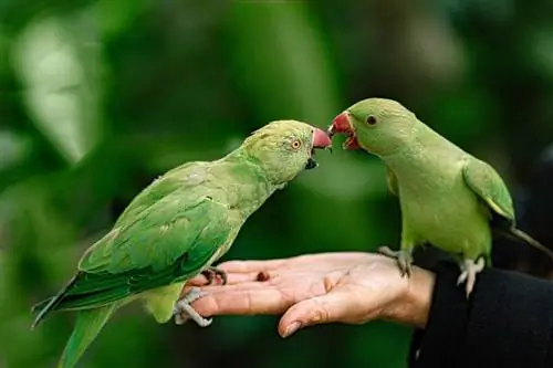 Jesu li papige sjajni kućni ljubimci? Smjernice, činjenice & FAQs