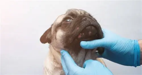 Co je to psí akné? Značky & Průvodce péčí (odpověď veterináře)
