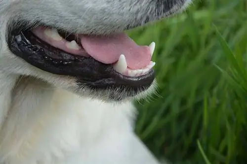Kāpēc mana suņa elpa smaržo? 6 cēloņi & Kā to novērst