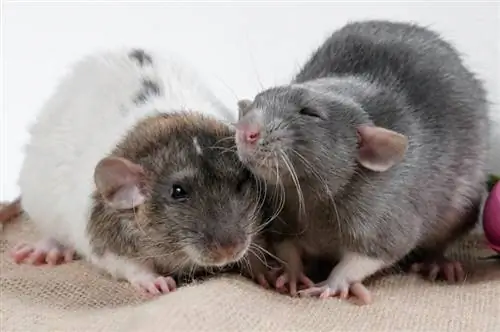 V jakém věku potkani dosáhnou pohlavní dospělosti? Fakta zkontrolovaná veterinářem