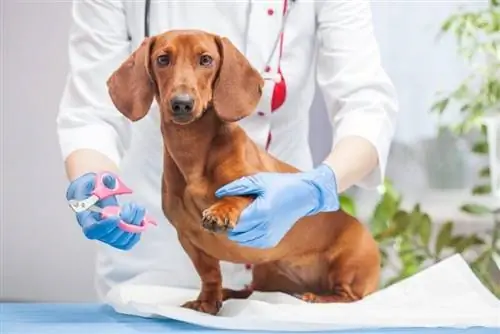 Dachshund Grooming Guide: 13 Expert Tips