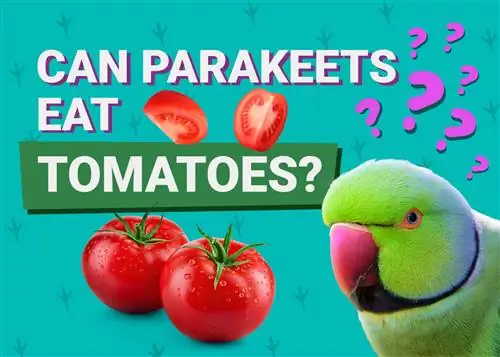 Mohou papoušci jíst rajčata? Nutriční informace zkontrolované veterinářem, které potřebujete vědět