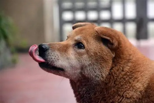 कुत्ता हवा चाट रहा है? 13 कारण क्यों & पशुचिकित्सक सलाह कि क्या करें