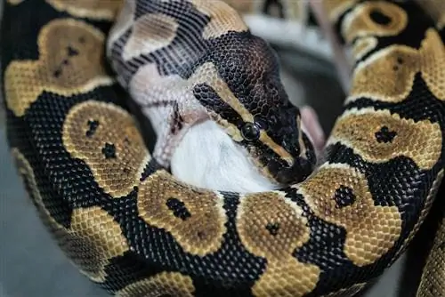 Ball Pythons กินอะไรในป่า & เป็นสัตว์เลี้ยง? อาหาร & ข้อเท็จจริงด้านสุขภาพ