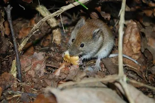 Wat eten muizen in het wild & als huisdier? Dieet & Gezondheidsfeiten