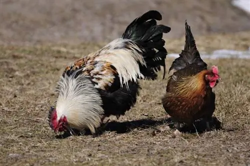 Dorking Chicken: pildid, teave, omadused ja hooldusjuhend