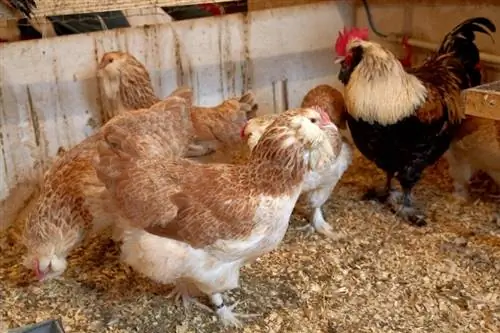 Цыпленок Фавероль: фотографии, факты, использование, происхождение & Характеристики