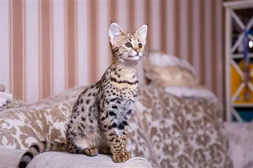 Savannah Cat: Info, bilder, temperament & Egenskaper