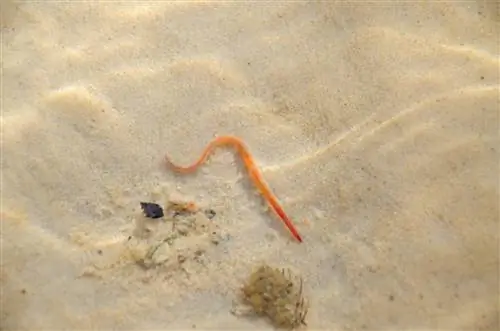 May Detritus Worms sa Iyong Aquarium? Narito Kung Paano Mapupuksa ang mga ito