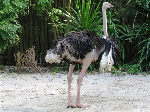 Apakah Ada Burung Unta Liar Di Nebraska? Yang Perlu Anda Ketahui di 2023