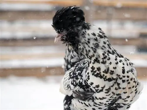 Pawlowskaja-Huhn: Fakten, Bilder, Verwendung, Herkunft & Eigenschaften