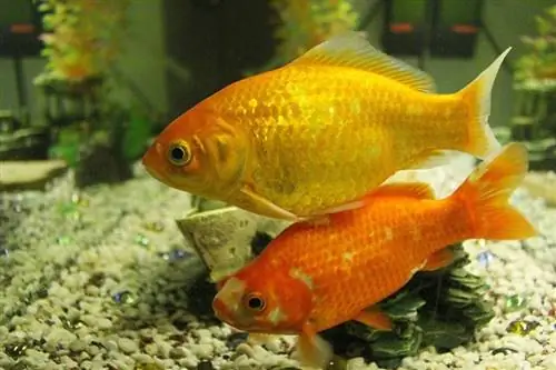 Eggfish Златна рибка: Ръководство за грижа, снимки, разновидности, продължителност на живота & Още