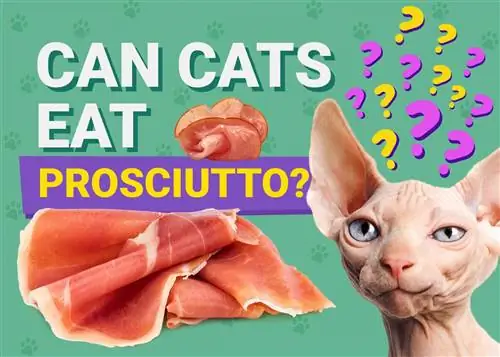 Ali lahko mačke jedo pršut? Veterinarsko odobrena dejstva & Pogosta vprašanja