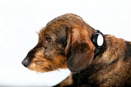 2023 оны цочирдолгүй нохой сургах шилдэг 10 хүзүүвч – Шүүмж & Шилдэг сонголтууд
