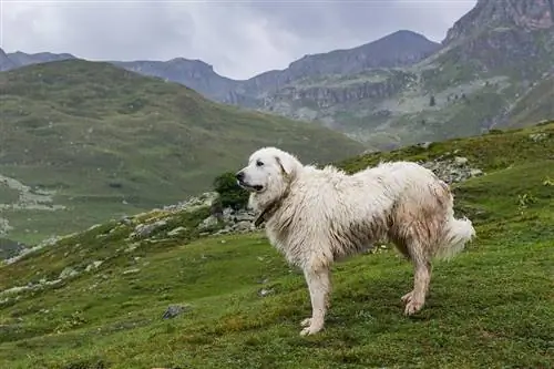 Brashi 10 Bora kwa Great Pyrenees mwaka wa 2023 - Maoni & Chaguo Bora