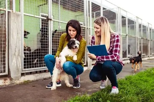 Quanto tempo demora a adoção de cães? Fatos & FAQ