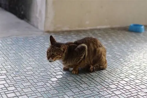 Quelle est la différence entre une toux de chat et une boule de poils ?