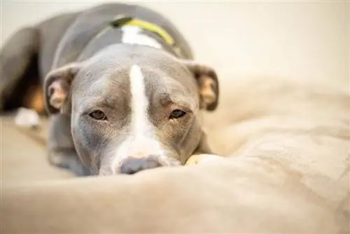 10 καλύτερα κρεβάτια σκυλιών για Πιτ Μπουλ το 2023 – Κριτικές & Κορυφαίες επιλογές