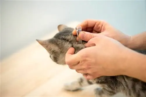 Cómo darle un baño antipulgas a un gato: guía paso a paso
