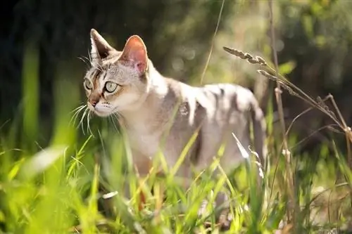 Baka Kucing Singapura: Maklumat, Gambar, Perangai & Sifat