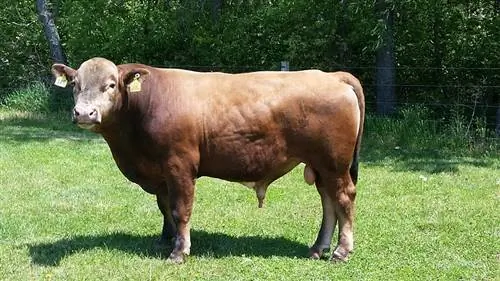 Beefalo Cattle Breed: Facts, Pictures, Uses, Origins & Χαρακτηριστικά