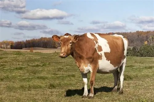 Gērnsijas govs: fakti, attēli, lietojumi, izcelsme & Raksturojums
