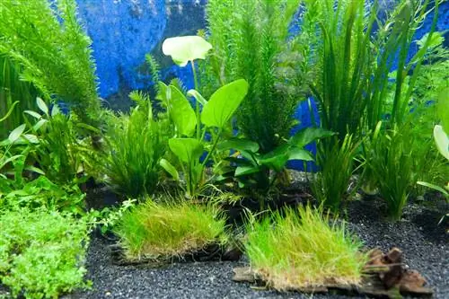 5 najboljih akvarijskih biljaka za smanjenje nitrata u 2023. – Recenzije & Najbolji izbor