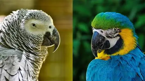 Μπορούν τα Macaw και τα African Greys να ζήσουν στο ίδιο κλουβί; Στοιχεία συμβατότητας