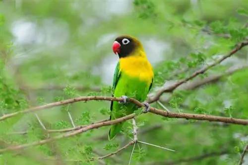 Black-Collared Lovebird: Traits, History, & Care (with Pictures)