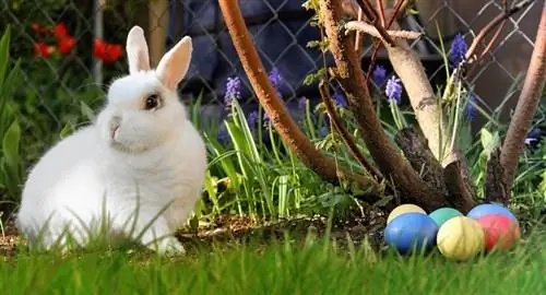 Miksi kanit liittyvät pääsiäiseen? Historia, tosiasiat, & FAQ