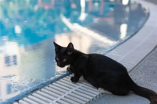¿Pueden los gatos beber agua de piscina? Peligros del cloro & Agua salada