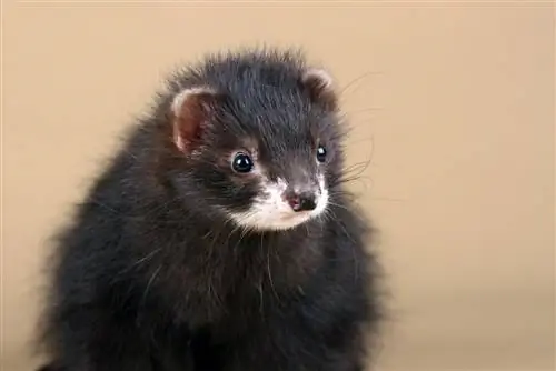 Black Sable Ferret Breed: Mga Katotohanan, Mga Katangian, at Pambihira (May Mga Larawan)