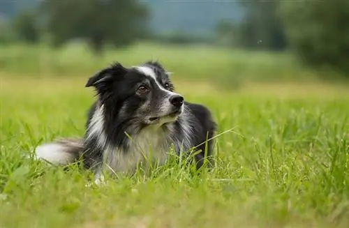 Mon chien n'arrête pas de manger des mouches, que dois-je faire ? Faits examinés par le vétérinaire & FAQ