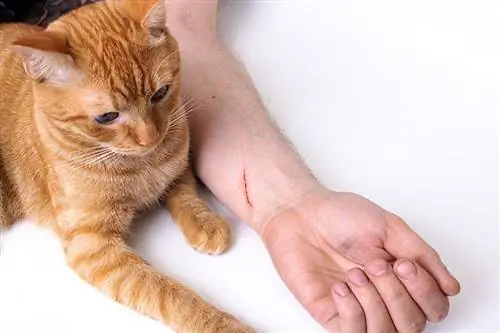 Perché i graffi di gatto provocano prurito? 5 motivi esaminati dal veterinario