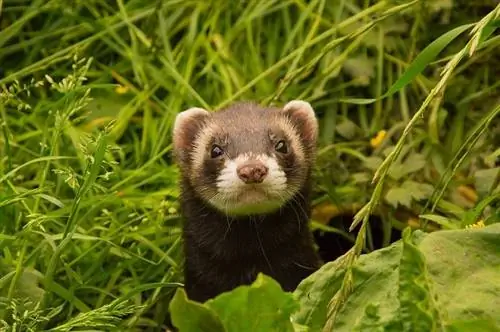 Waar woon frette in die natuur? Feite & Gereelde vrae