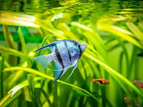6 bästa maten för Angelfish 2023 – Recensioner & Toppval