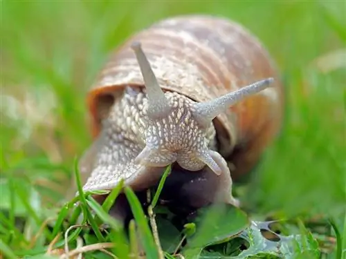 Ano ang Kinain ng mga Snails sa Ligaw at Bilang Mga Alagang Hayop? Diet & Mga Katotohanan sa Kalusugan
