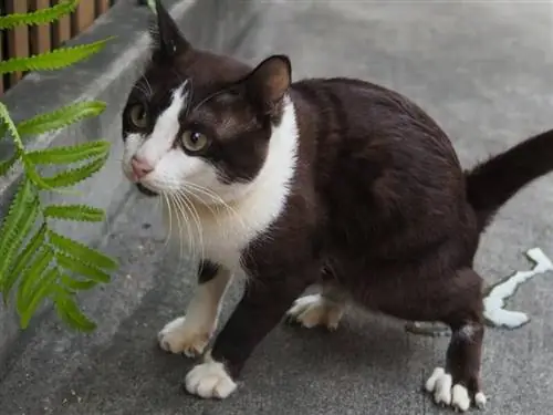 Gaano Katagal Maaaring Umihi ang Mga Pusa? Mga Panganib & Mga Pag-iingat