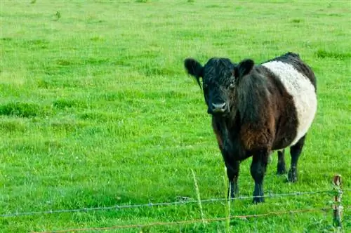 Belted Galloway Cattle Breed: foto's, feiten, gebruik, oorsprong & Kenmerken