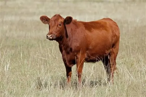 Aina ya Ng'ombe wa Red Angus: Picha, Ukweli, Matumizi, Asili & Sifa