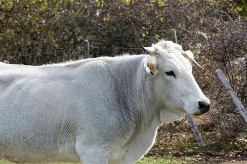 Marchigiana Cattle Breed: Daim duab, Qhov tseeb, Siv, Keeb Kwm & Yam ntxwv