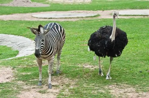 Zebra's en struisvogels: een symbiotische relatie