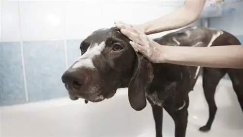 Die 10 besten Hundeshampoos für Allergiker im Jahr 2023 – Bewertungen & Top-Picks