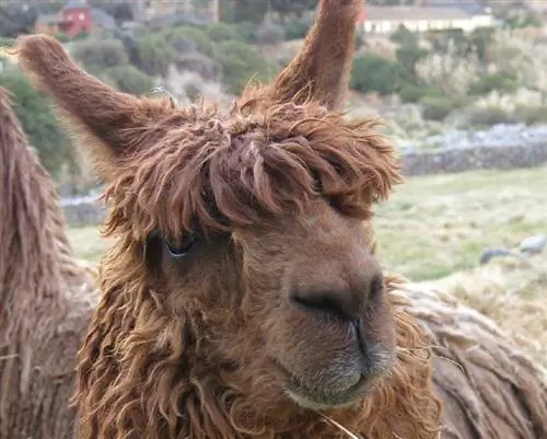 Com tallar una alpaca en 5 senzills passos