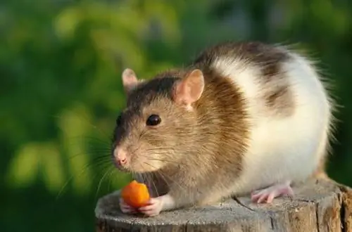 Wat eten ratten in het wild & als huisdier? Dieet & Gezondheidsfeiten