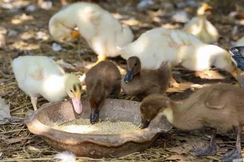 ماذا يأكل صغار البط في البرية & كحيوانات أليفة؟ النظام الغذائي & حقائق صحية